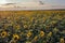 Sunflowers in Moldova