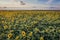 Sunflowers in Moldova