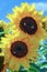 Sunflowers, Mount Hood, Oregon