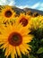 Sunflowers on a mountain