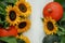 Sunflowers with music on paper, the harvest season of cereals and vegetables. Sunflowers used as background