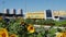 Sunflowers near modern agroindustrial trading park building