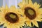 Sunflowers that never die