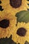 Sunflowers. Oil paint