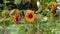 Sunflowers. Orange bright and vibrant flower. Farming and harvesting. Sunny day. Rural style.