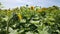 Sunflowers outdoor in field at sun