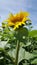 Sunflowers outdoor in field at sun