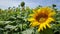Sunflowers outdoor in field at sun