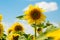 Sunflowers over blue sky background