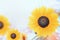 Sunflowers over sky background, outdoor nature