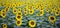 Sunflowers panorama