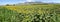 Sunflowers panorama landscape