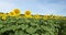 Sunflowers, Panorama, Panoramic, Banner, Nature