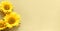 Sunflowers on panoramic banner flat lay. Beige, yellow paper background. Simple, minimal monochromatic design with