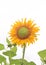 Sunflowers pattern blooming in garden on bright white cloud sky background , copy space