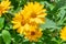 Sunflowers in Pawleys Island, South Carolina