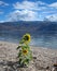 Sunflowers on pebble bank of Okanagan Lake Canada.