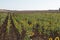 Sunflowers plantation in Cuenca province, Spain