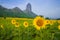 Sunflowers plantation field