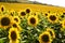 Sunflowers in the plantation at the rural Spain