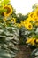 Sunflowers Plantation - Sunflower Field Agriculture