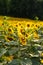 Sunflowers Plantation - Sunflower Field Agriculture