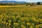 Sunflowers plantation, Tuscany.