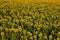 Sunflowers plantation in Tuscany.