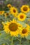 Sunflowers planted in a row at a farm blooming