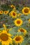 Sunflowers planted in a row at a farm blooming