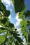 Sunflowers plants