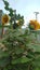 This is sunflowers plants image