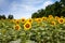 Sunflowers in Poolesville Maryland