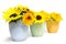 Sunflowers in pottery