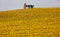 Sunflowers and Pumpjack