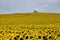 Sunflowers and Pumpjack