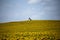 Sunflowers and Pumpjack