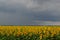 Sunflowers before the rain