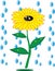 Sunflowers and rain drops on isolated