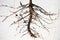 Sunflowers\' Roots Tree