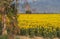 Sunflowers rotate with the sun in the sunflower seed field