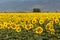 Sunflowers rotate with the sun in the sunflower seed field