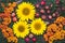 Sunflowers, rowan berries and small red apples on dark wooden rustic boards. Summer background, autumn harvest concept. Colorful p