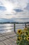 Sunflowers at Sault Ste. Marie\\\'s Waterfront