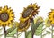 Sunflowers seamless border. Yellow wildflower sun shaped and leaves, floral cute print repeating sunflower decor textile