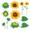 Sunflowers set. Collection decorative floral design elements for wedding invitations and birthday cards.