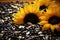 Sunflowers sitting on top of a pile of black sunflower seeds