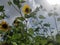 Sunflowers & Sky