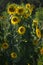 Sunflowers soak up the setting sun in rural Virginia in the Blue Ridge Mountains