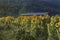 Sunflowers soak up the setting sun in rural Virginia with the Blue Ridge Mountains & barn in background